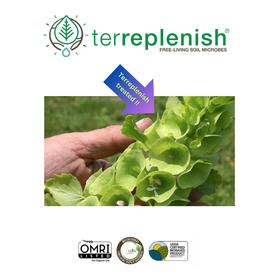 See the difference Terreplenish® made on these Bells of Ireland from soil and foliar applications #flowers #flowerfarm #floriculture #horticulture #agriculture #agronomy @CCOF @OPNnow @easyenergysys