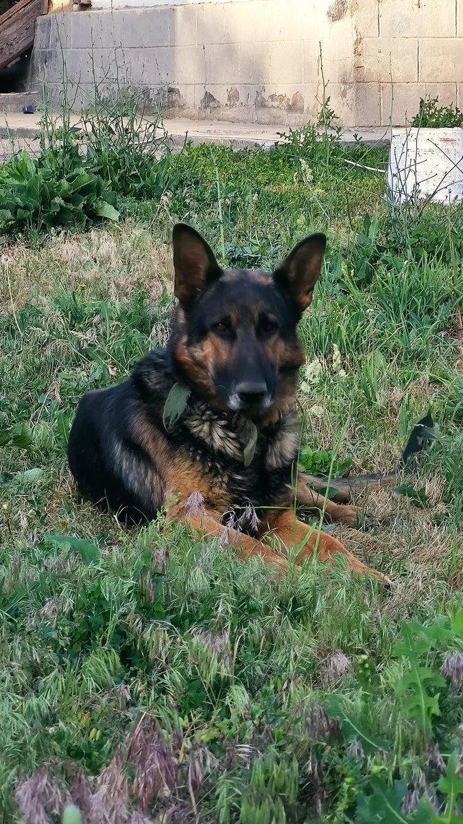 Мишка (@electricaev) on Twitter photo 