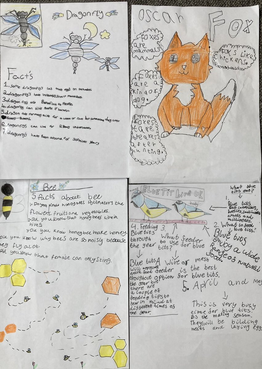Pupils in P6 and P4 enjoyed finding out 5 facts about a bird, mammal or insect. They made beautiful fact sheets that will be displayed around our playground for the rest of the school to enjoy @30DaysWild #ecostandrews