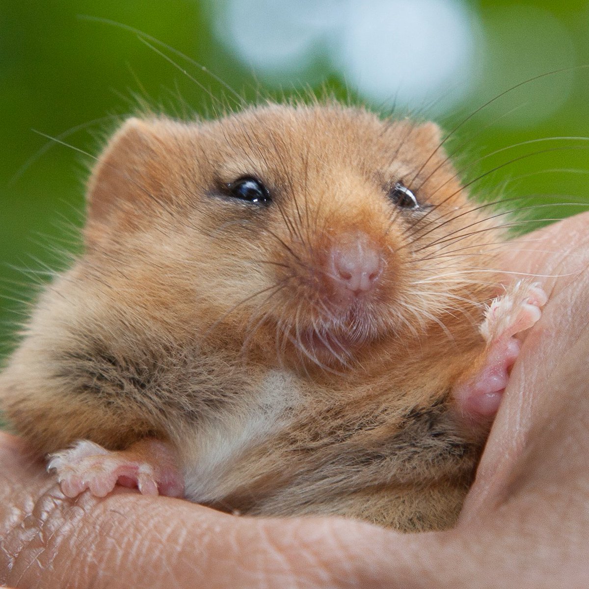 🐭This week, we teamed up with @PTES and other partners to reintroduce 38 endangered #HazelDormice into the National Forest in Derbyshire! 🎉 Read more➡️ bit.ly/3PbNRIB 📸Clare Pengelly #DormiceReintro2023 #NativeSpecies #ConservationUK #NationalTrust