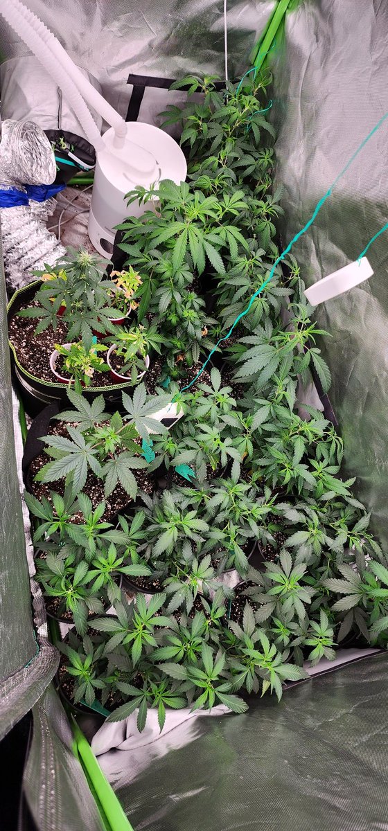 growdaddydotcom's tweet photo. The clones have arrived! #brucebanger #thewhiteog #amnesia #gelatOG #criticAuto #fuelDOG #Whitewidow
They are going in separate tents when they start getting bigger. https://t.co/91zFop0I68