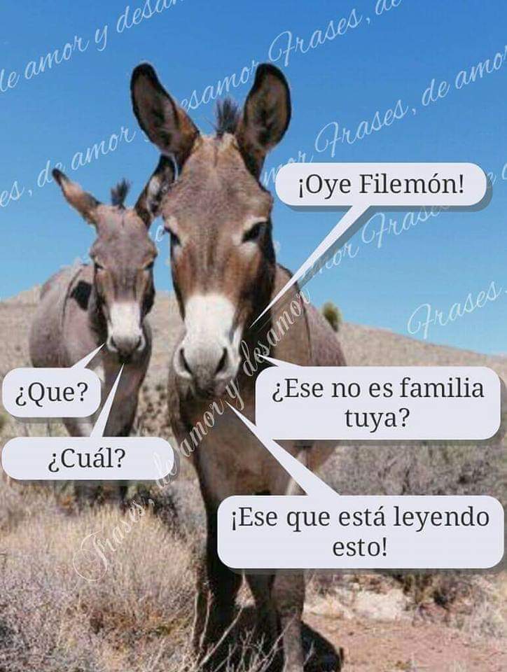 rauldelgado0256's tweet image. #Filemón