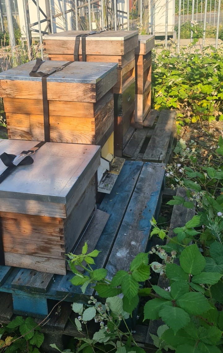 Nieuwe bewoners op het Bedrijvenpark Wieken Vinkenhoef.
wiekenvinkenhoef.nl/nieuwe-bewoner…