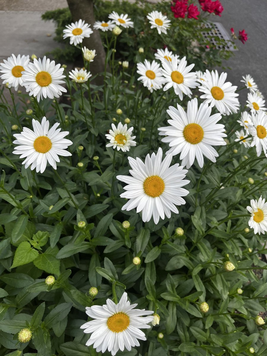 MS67Q PTA tweet media