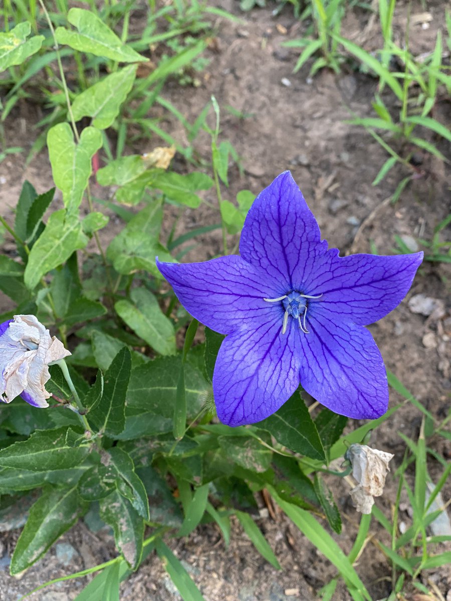 DonnaGoingsVA's tweet image. 6-16-23
Fledgling bluebirds hunt.
Robins, catbirds joining in.
Young rabbits forage.
#LateSpring #MorningMile 
#haiku