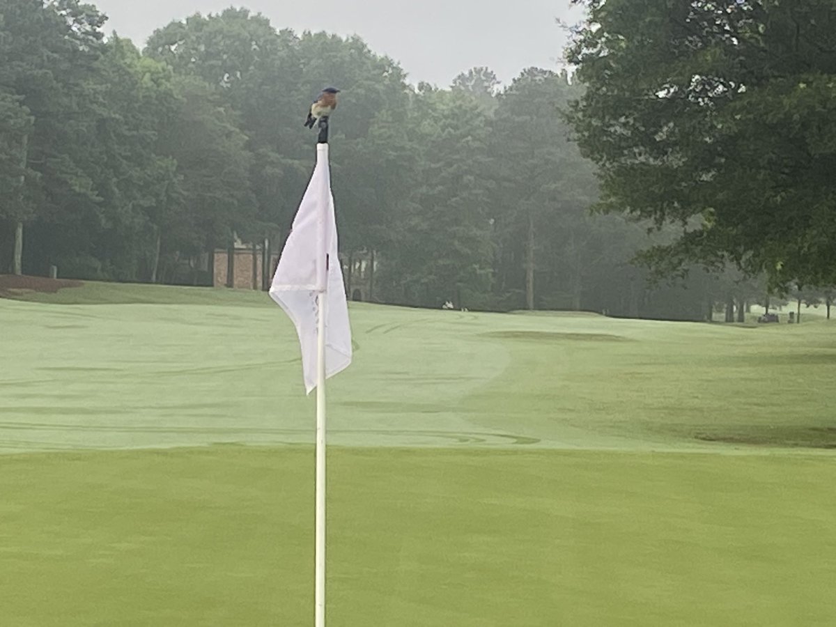 gcscook's tweet photo. Great day for our summer Member-Guest @greystonegcc Founders Course, if only us Superintendents could control the weather…
It’s going to be a wet one today. 

#FoundersCourse #Greystone #MemberGuest #Tournamentday https://t.co/97bHoqriyO