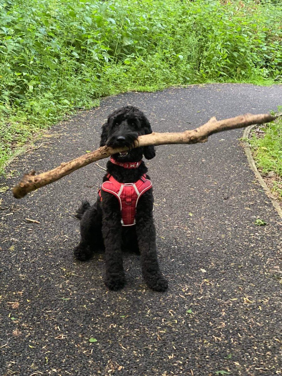 <a href="/NIHRCRF_Lpool/">NIHR Liverpool Clinical Research Facility</a> My friends dog Parker is wearing #Red4Research, he’s grateful for all our hard work