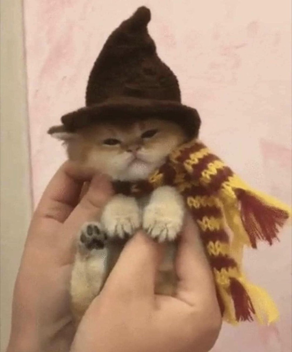 smol silly cat (@catsillyness) on Twitter photo 