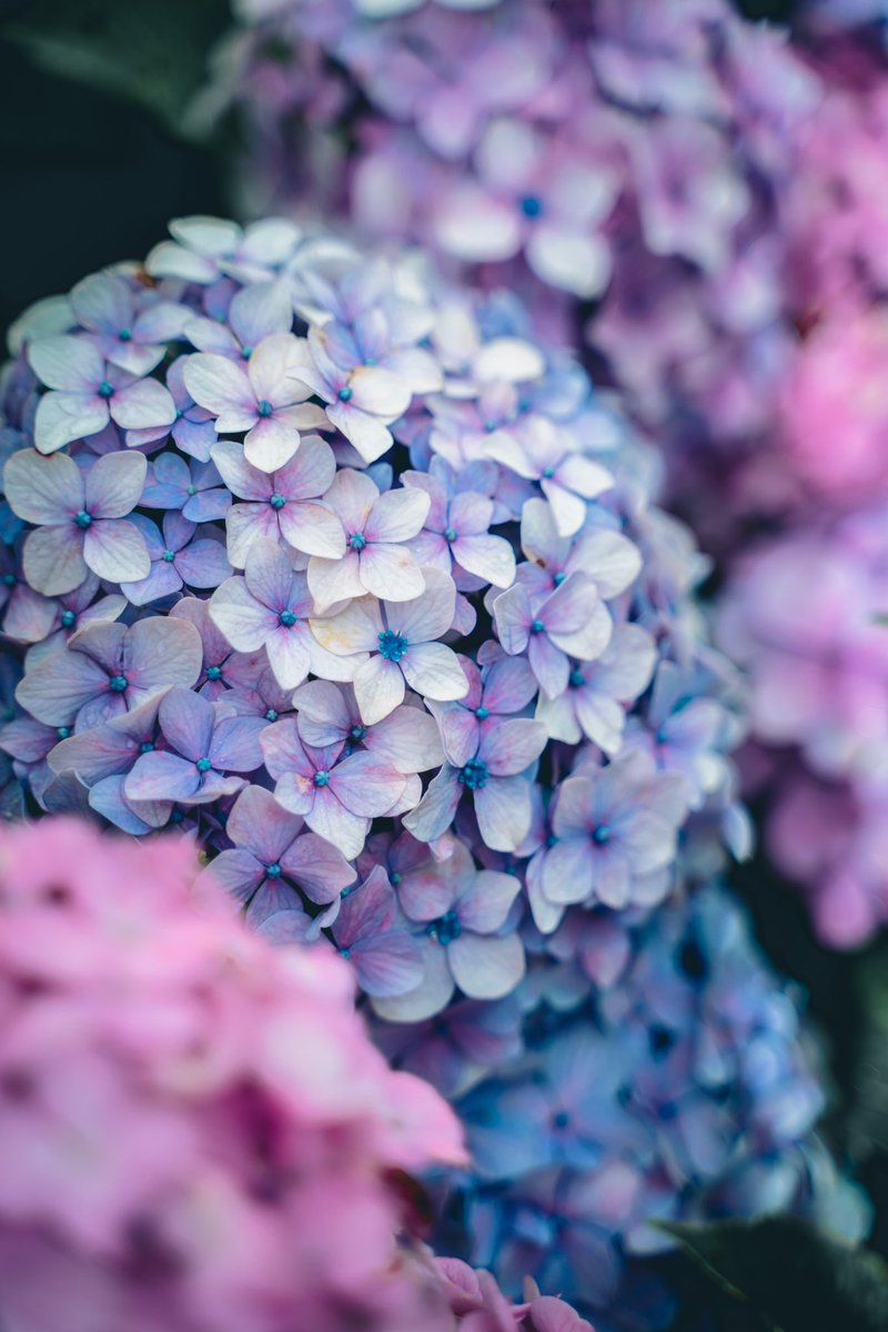 いろんな紫陽花あって可愛いね💠💕

マイタグ🏷作りました
【 #凛とした澄み渡る私のセカイ　】

ぜひ使ってください♡

インスタもぜひ✌️

instagram.com/nn_pic0?igshid…

#紫陽花
#風景写真　
#sonya7III
#写真が好きな人と繋がりたい
