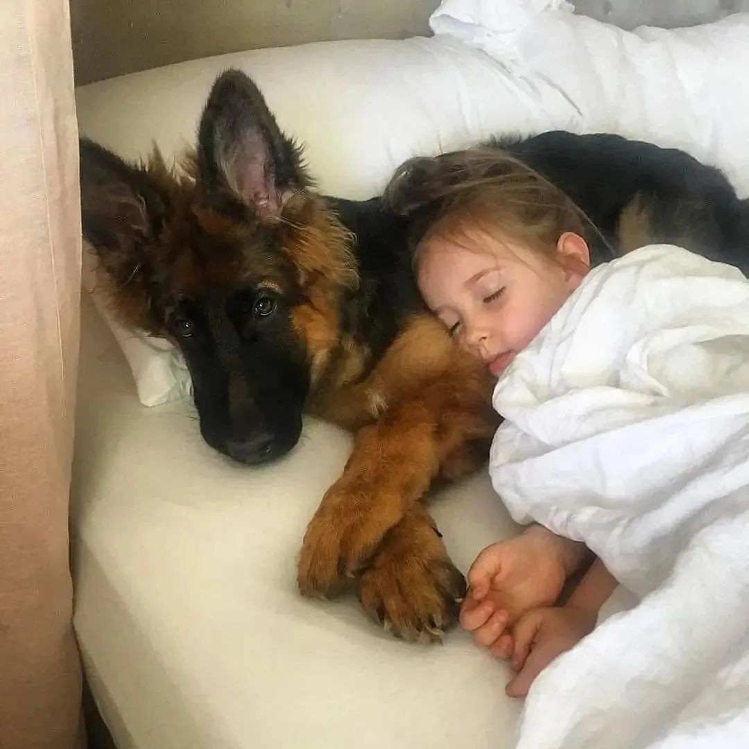 classyhunting's tweet image. So sweet 🥰🥰💕
#gsd #GermanShepherd #dogs #puppy