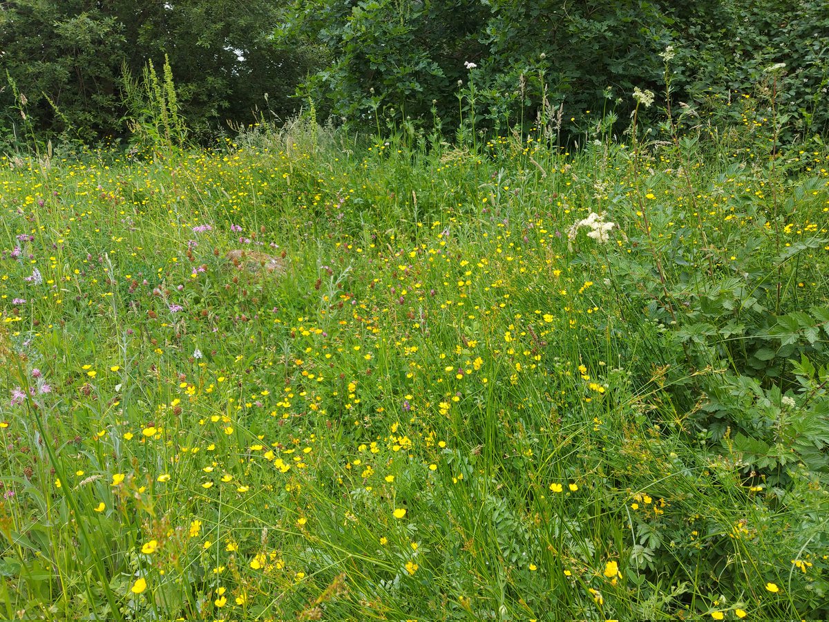 My front & back garden #meadows #Letitbloomjune @Love_plants despite no rain & high temperatures for nearly 4 weeks! Glad to say there are good numbers of #bumblebees #butterflies #hoverflies  & other invertebrates, catering for #birds & #bats & other wildlife. #dontmow