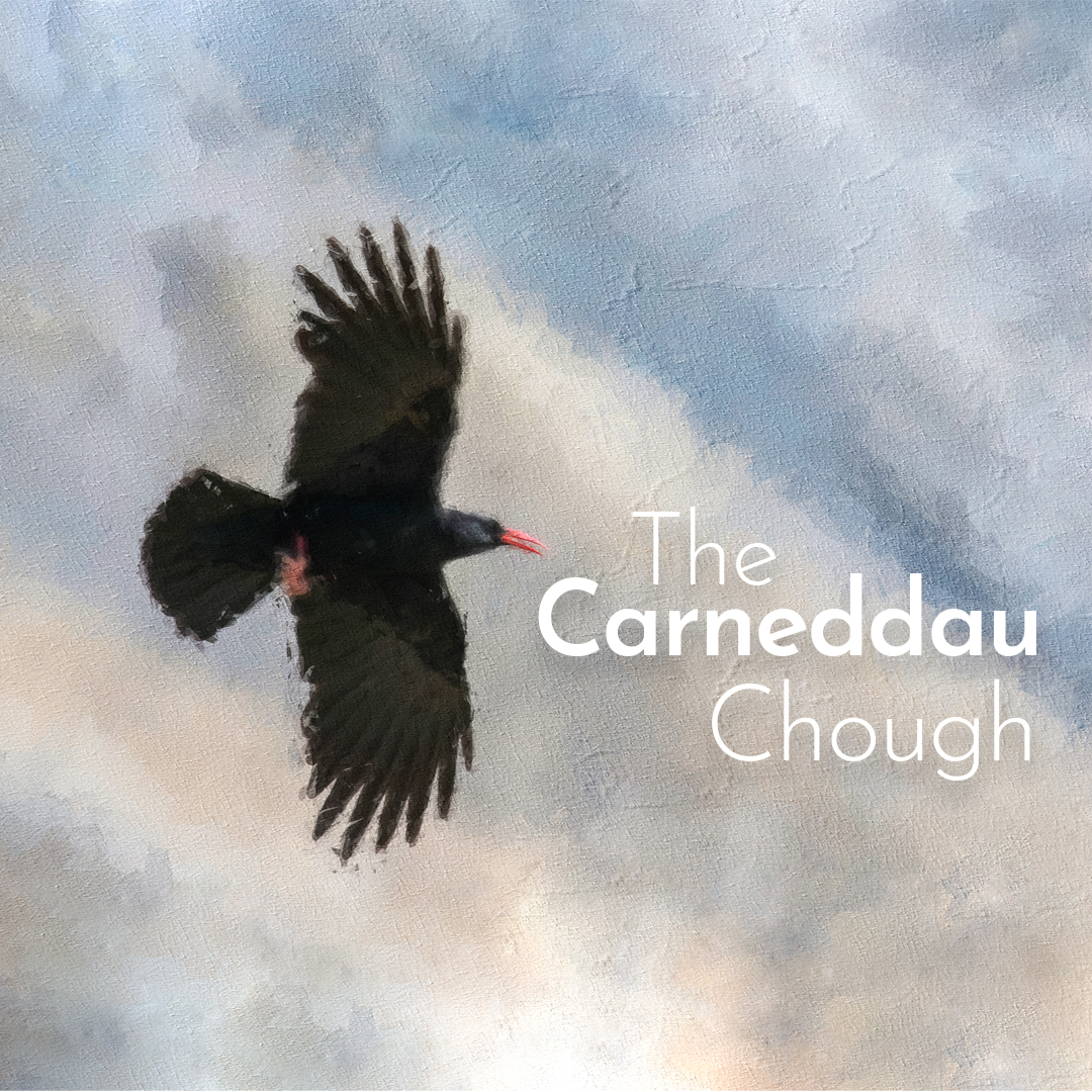KindnessWild's tweet photo. Filming on the Carneddau Chough films is completed and it's editing time. Keep your eyes open for the films dropping and learn more about some of our amazing feathered neighbours and what you can do to help them thrive in North Wales. https://t.co/IFlF5Ipi0L