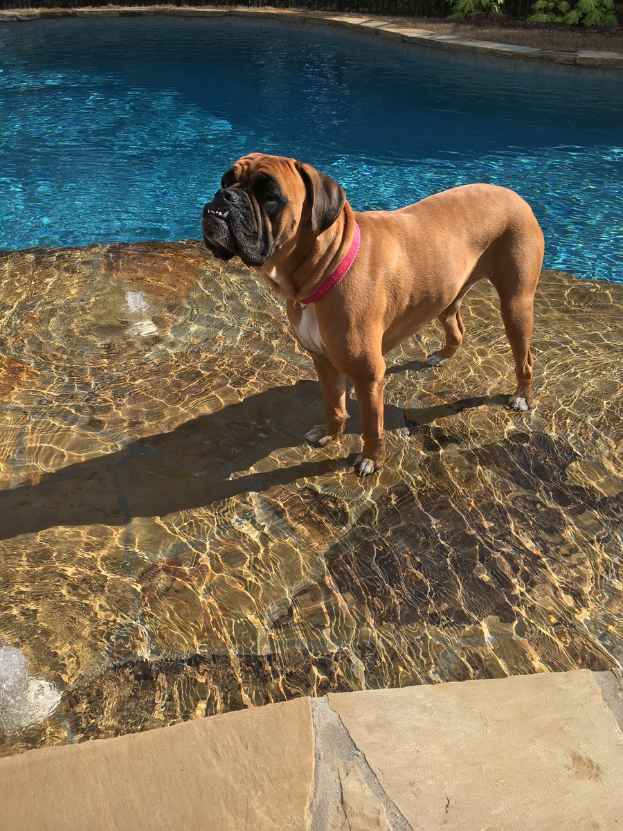 MrGlaubs's tweet photo. I lost a best friend yesterday 💔 RIP Fiona i love you❤️you were the perfect dog for our family and will never forget the happiness you brought all of us❤️❤️❤️ https://t.co/GHGBCIniEg