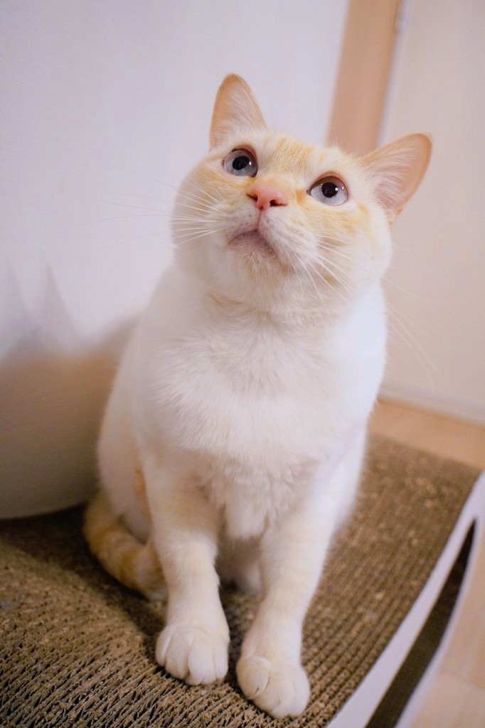 #あつまれたぬき猫
うちの白たぬきで～す🌰