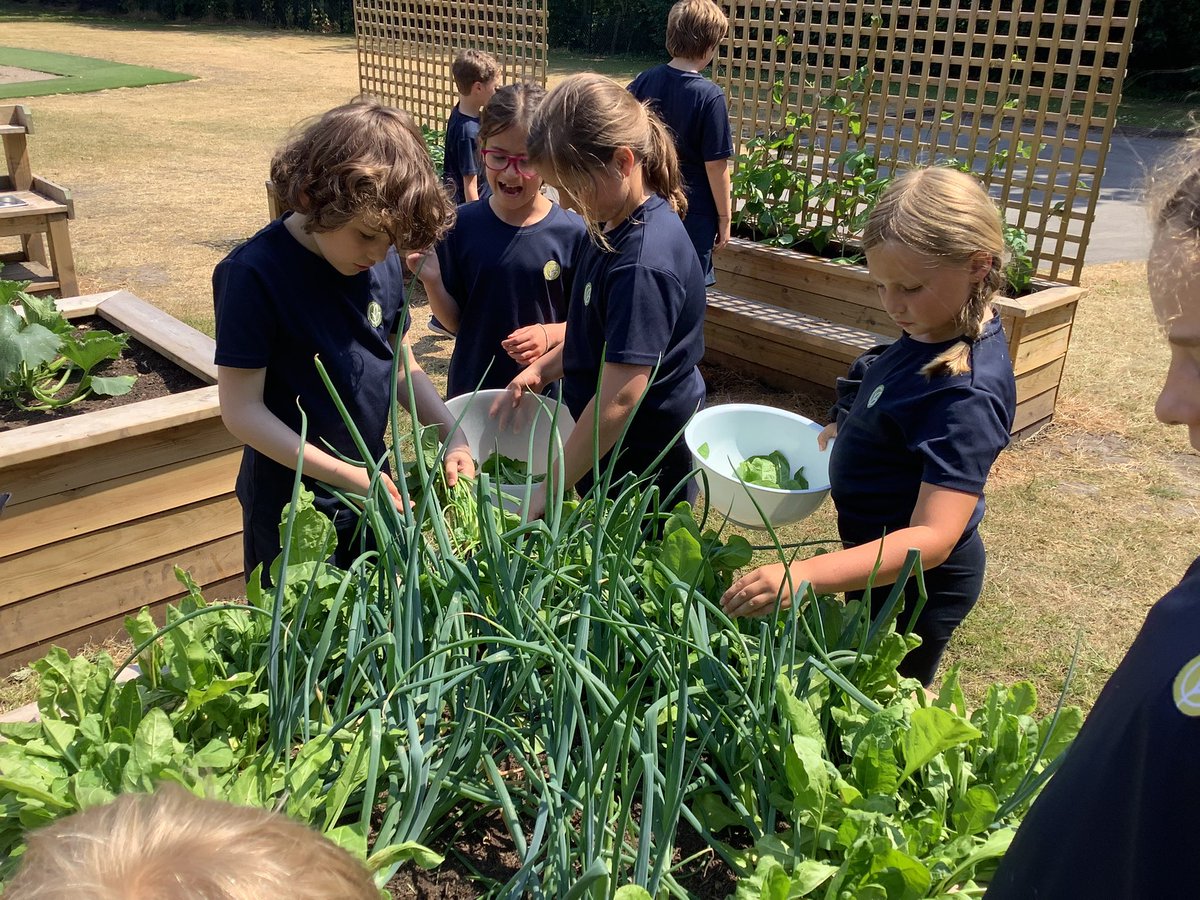 GorseyCommons's tweet photo. Over the last few days, we have harvested lettuce, radish and spinach from our school garden. We then delivered the produce to the school kitchen to go into the salad bar. We are excited to continue this Field to Fork relationship and provide more vegetables when they are ready! https://t.co/I5Ra7zbhGA