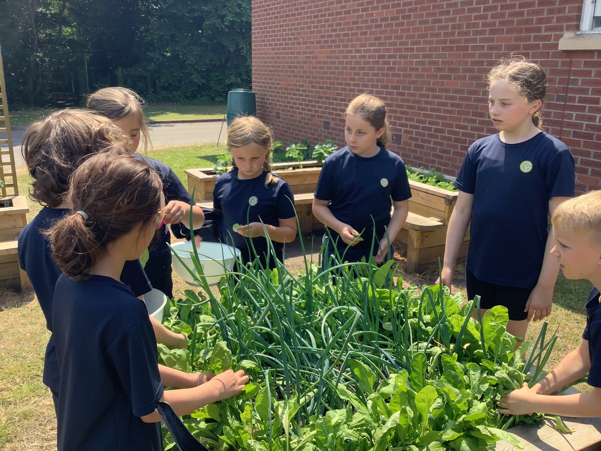 Over the last few days, we have harvested lettuce, radish and spinach from our school garden. We then delivered the produce to the school kitchen to go into the salad bar. We are excited to continue this Field to Fork relationship and provide more vegetables when they are ready!