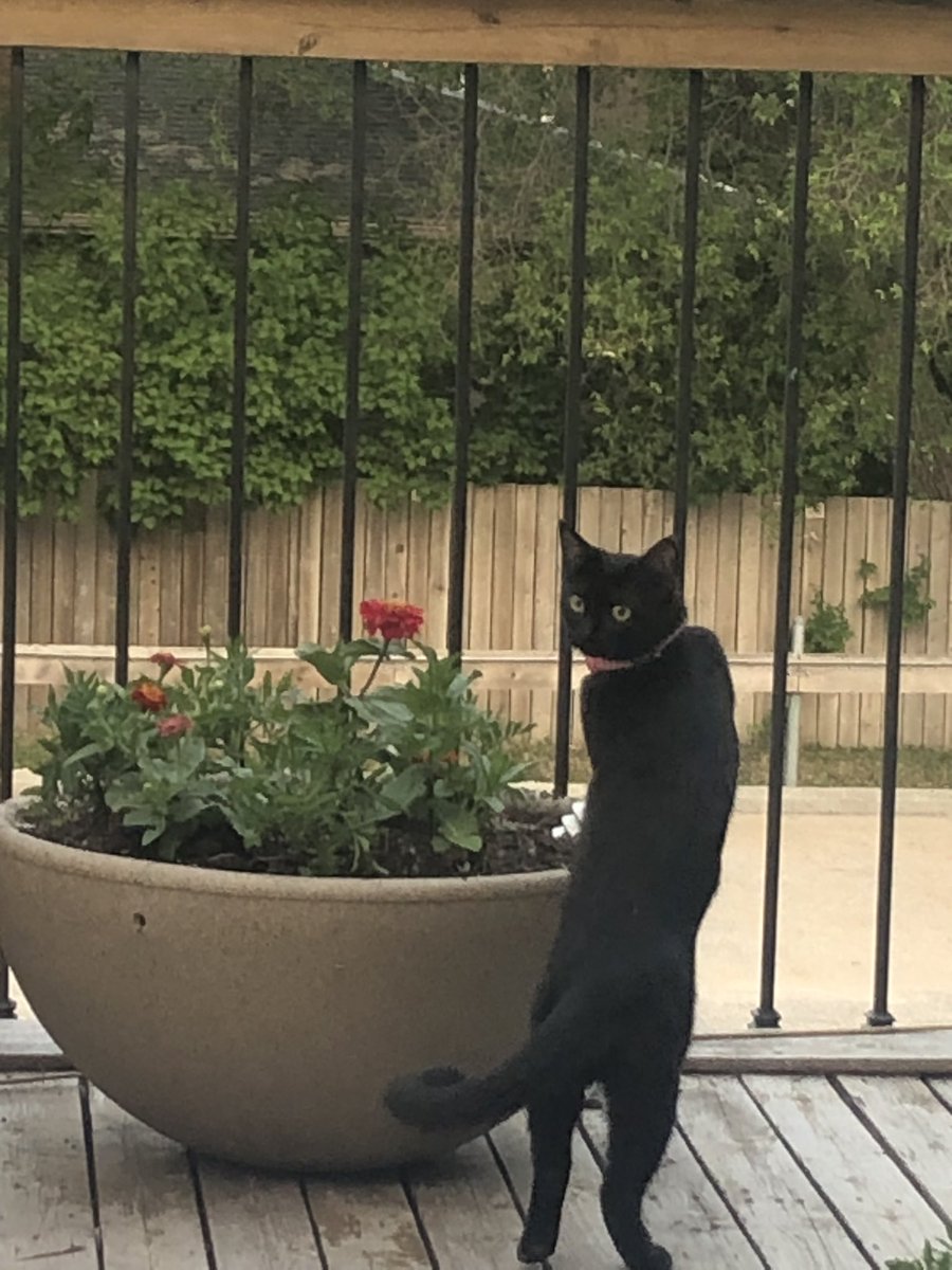 on the morning of a show day it’s very important to wake up @ 5am n ground urself by drinking coffee with adorable babies (no boys allowed)