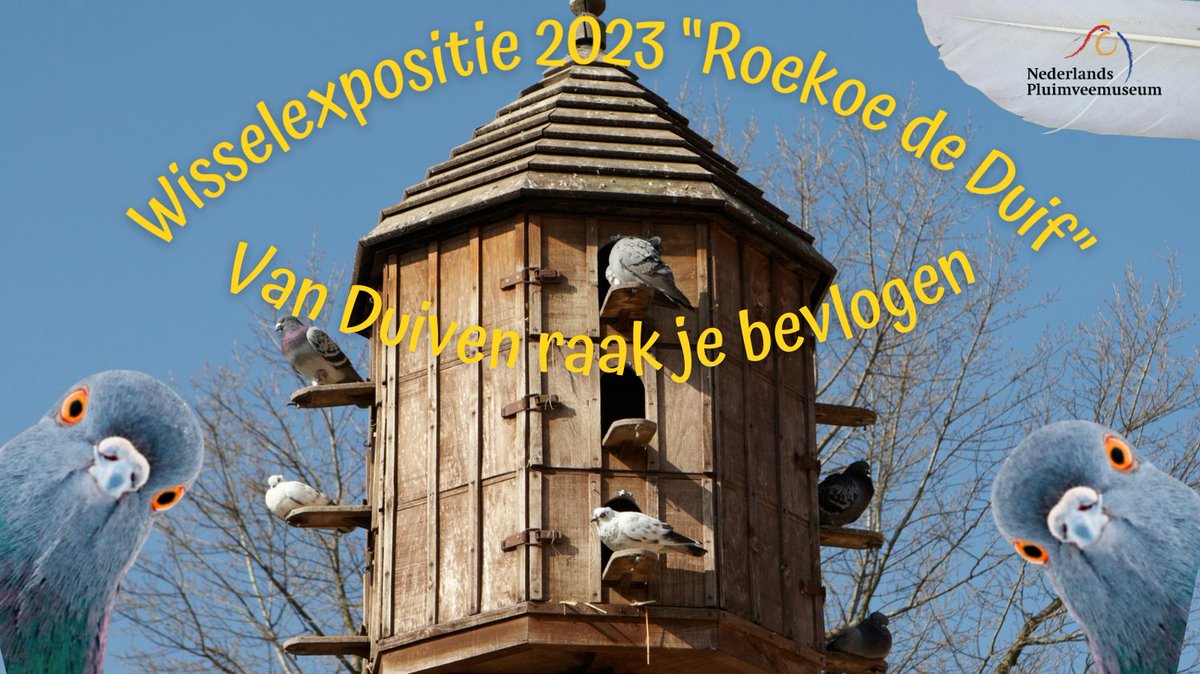 #Wisselexpositie #expositie #Duiven zijn één van de meest #intelligente #dieren. Net als bepaalde #vissen als #zalm #paling zouden duiven hun thuis terugvinden met behulp van het #aardmagnetischveld. Gemiddeld worden ze 7 jaar oud. Een paar blijft levenslang bij elkaar