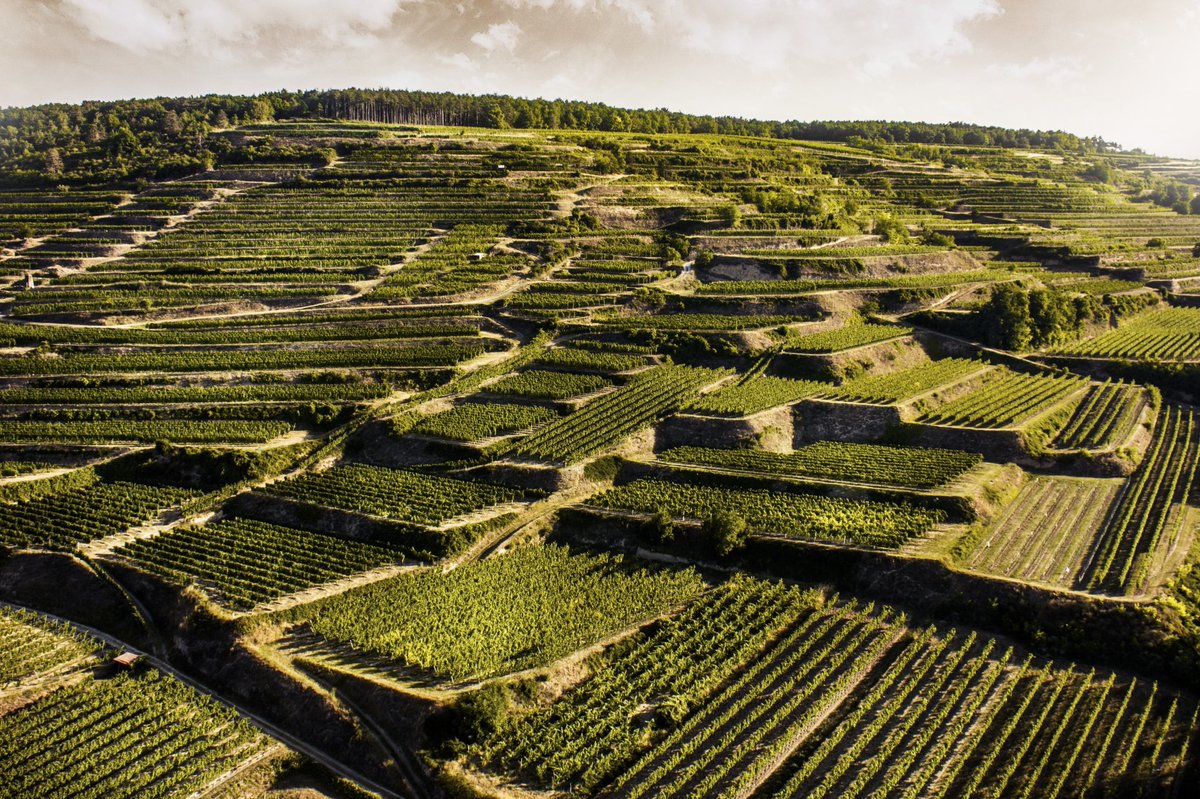 Join us from 7pm on Wednesday 28th June for a special evening of Wine and Food with Michael Mossbrugger of Schloss Gobelsburg, Austria. Bookings 👉tinyurl.com/Austrian-wine-… #tasting #winedinner #AustrianWine