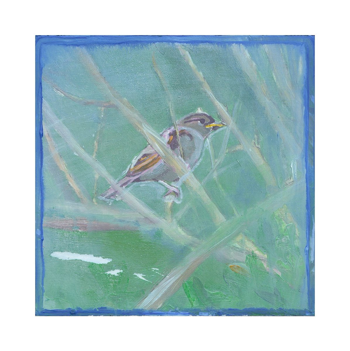 House Sparrow, 8x8in, acrylic on panel. Available to purchase from my online shop.

#housesparrow #art #irishart #irishbirds #acrylicpainting