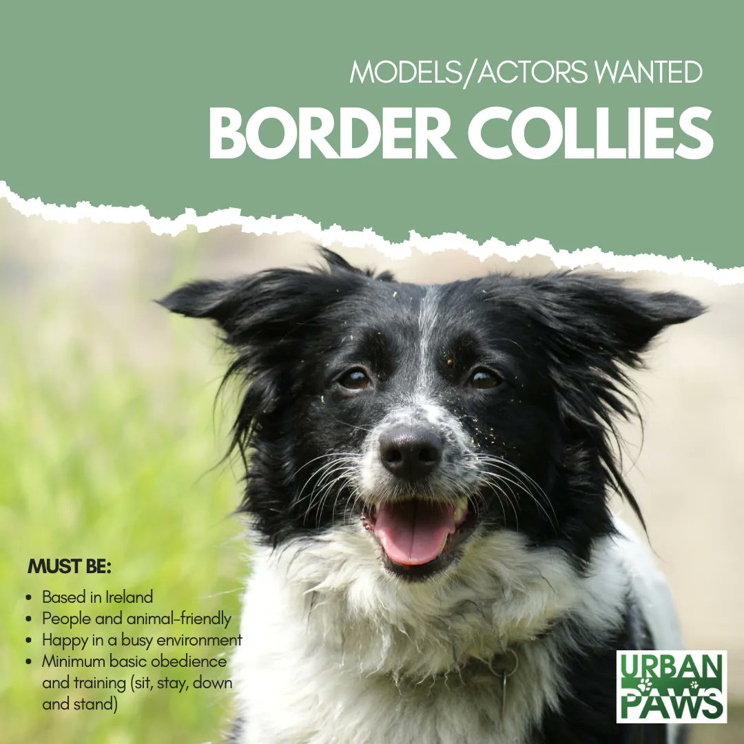 🚨 CASTING CALL 🚨

Border Collie Ireland based wanted! Our agents are searching for the next star!

Your furry friend must have/be:

🐶 Basic training
🐶 Obedience
🐶 People-friendly

Is your pup ready for their close-up? 📸 Apply via email today 👉 info@urbanpawsireland.com 📩