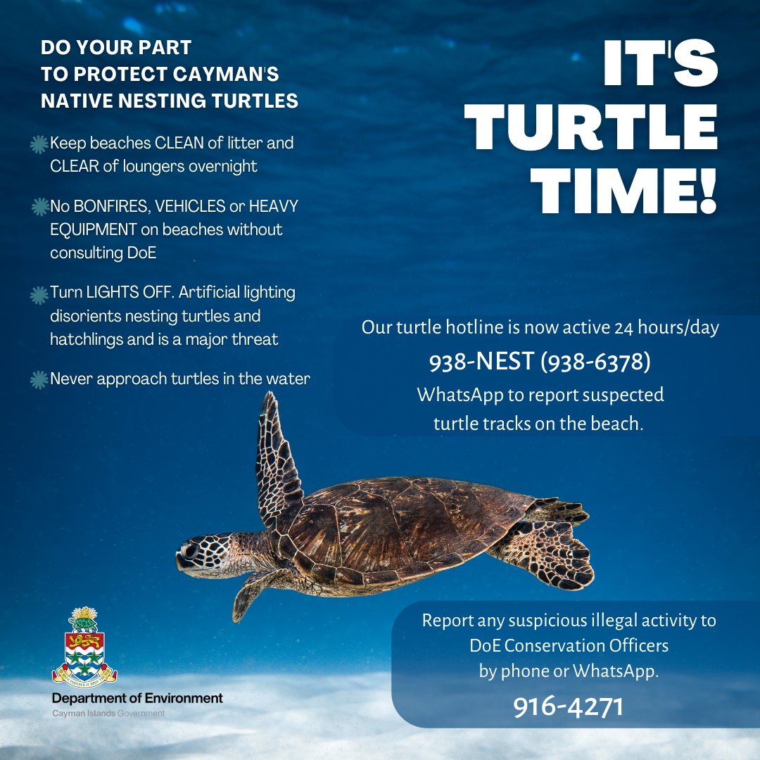 Turtles today exist very closely to how they did millions of years ago. This World Sea Turtle Day, let's think before we act! Report tracks, turn lights off and remove obstacles from the beach at night. Together we can keep Cayman's turtles safe!
Watch youtube.com/watch?v=0tg5Kn…