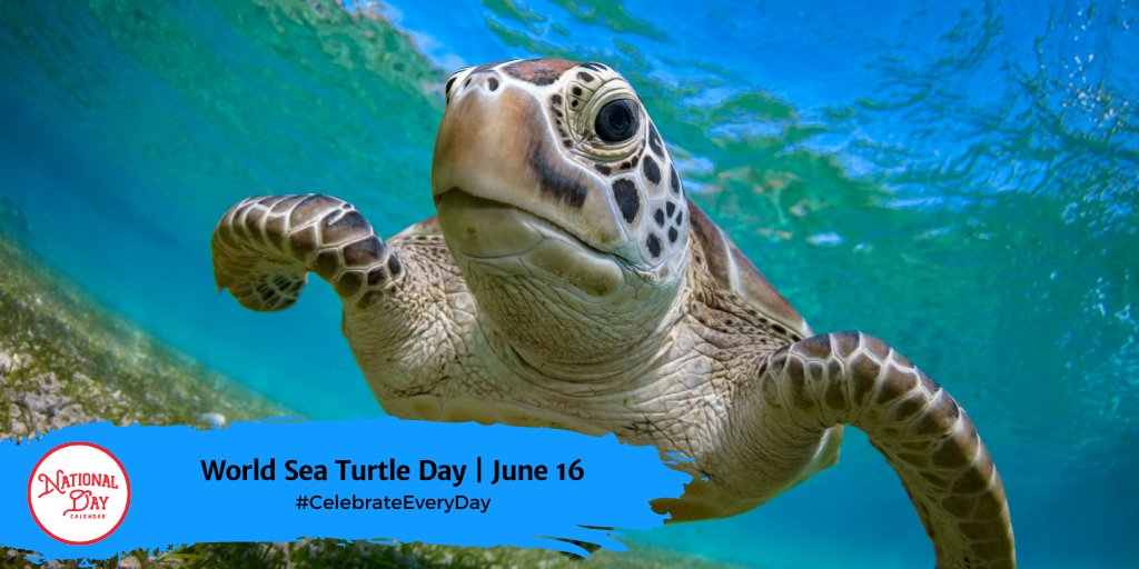 Celebrating #WorldSeaTurtleDay! Here's to the dinosaurs of the sea, still swimming strong. Let's keep it that way! nationaldaycalendar.com/world-sea-turt…