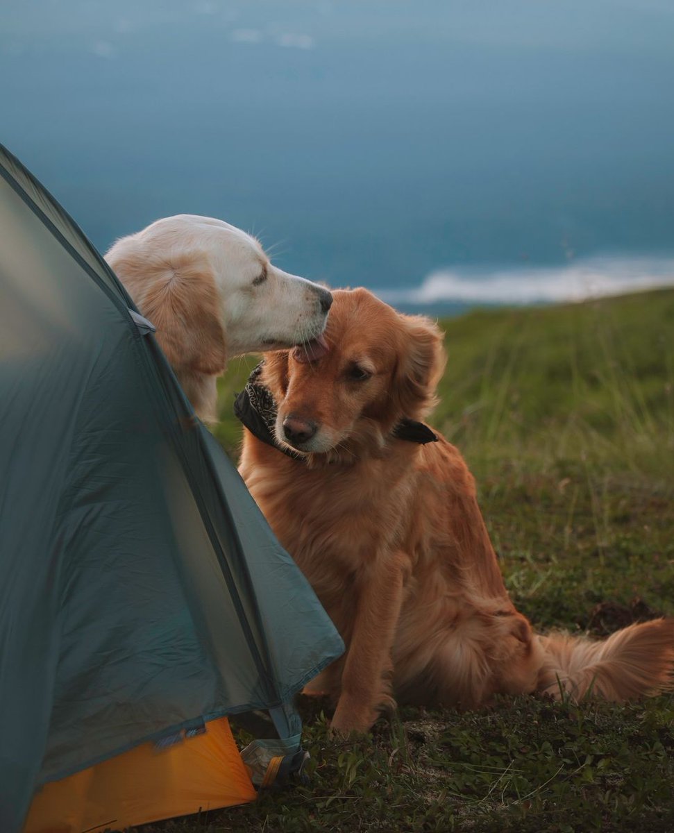 This is so sweet🐾🧡
#campingcollective #campinghiking #campingfood
#campingofficial #campingseason #campinglife⛺️