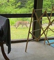 lpbibliotherapy's tweet photo. @mefishwildlife This majestic creature strolled through my backyard yesterday. I think it's a lynx - can you confirm? (S)he had massive feet! https://t.co/taacJorPJI