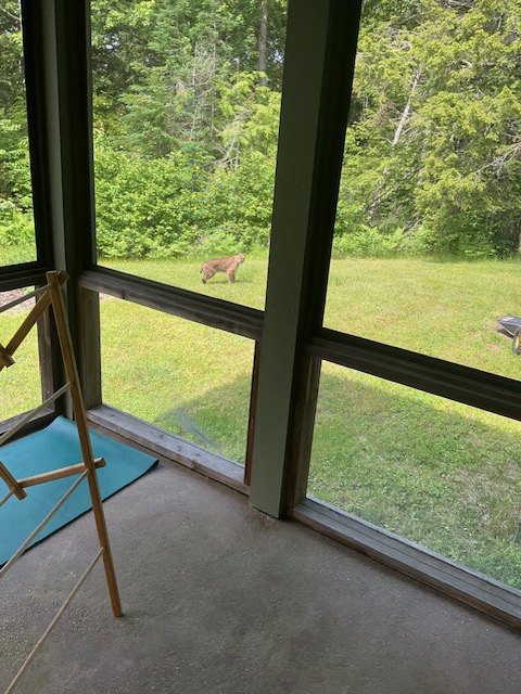 lpbibliotherapy's tweet photo. @mefishwildlife This majestic creature strolled through my backyard yesterday. I think it's a lynx - can you confirm? (S)he had massive feet! https://t.co/taacJorPJI