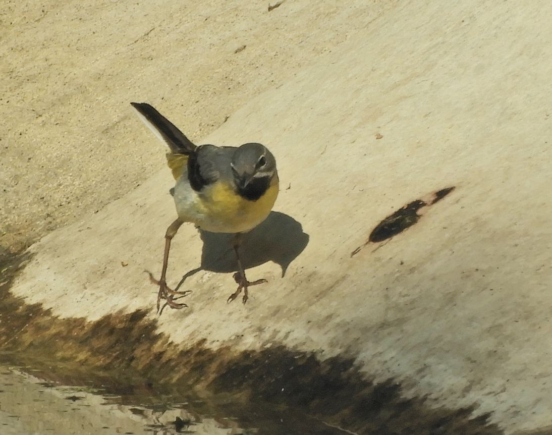 Phil Bull tweet media