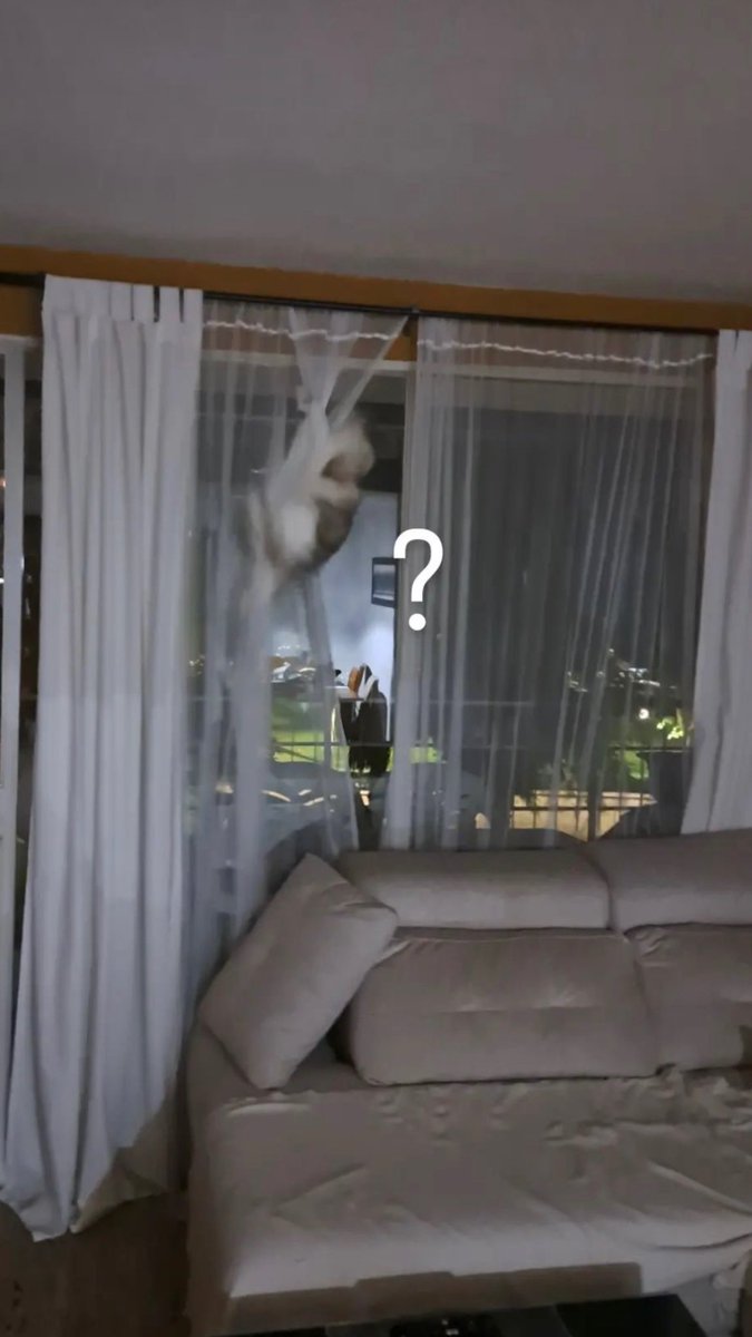 nahiavell7's tweet photo. Mi gato un dia normal https://t.co/BwYj4XIEBm