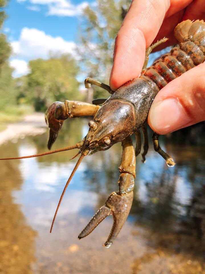 J.F. Lawrence | Author (Jesse) tweet media