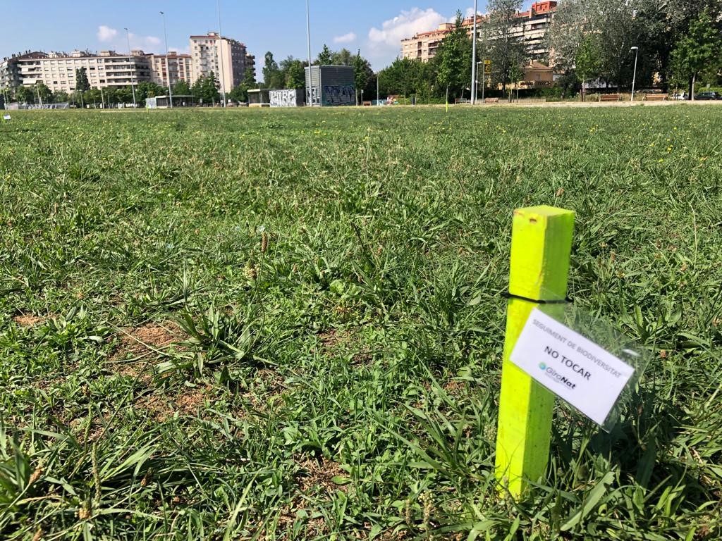 🌳 Girona testeja nous models de sega i sembra per parcs i jardins amb l'objectiu de millorar la biodiversitat. Es tracta d’una prova pilot impulsada per @Girona_cat i la @univgirona a través del projecte GiroNat 👉 web.girona.cat/noticies?id=11…