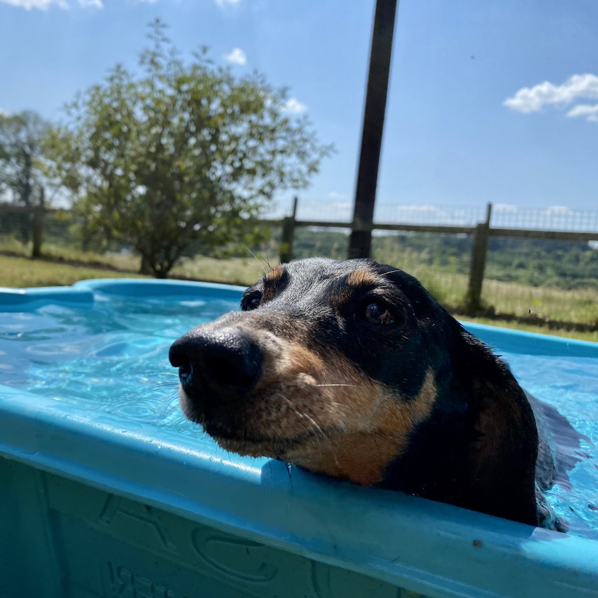 Bonnie enjoying her pool time this afternoon... 💦 #StayCool #Summer #PoolTime