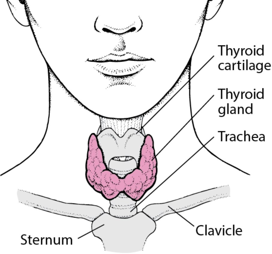 Your Thyroid Hormones T3 T4 Control Your METABOLISM Here s How your-thyroid-hormones-t3-t4-control-your-metabolism-here-s-how