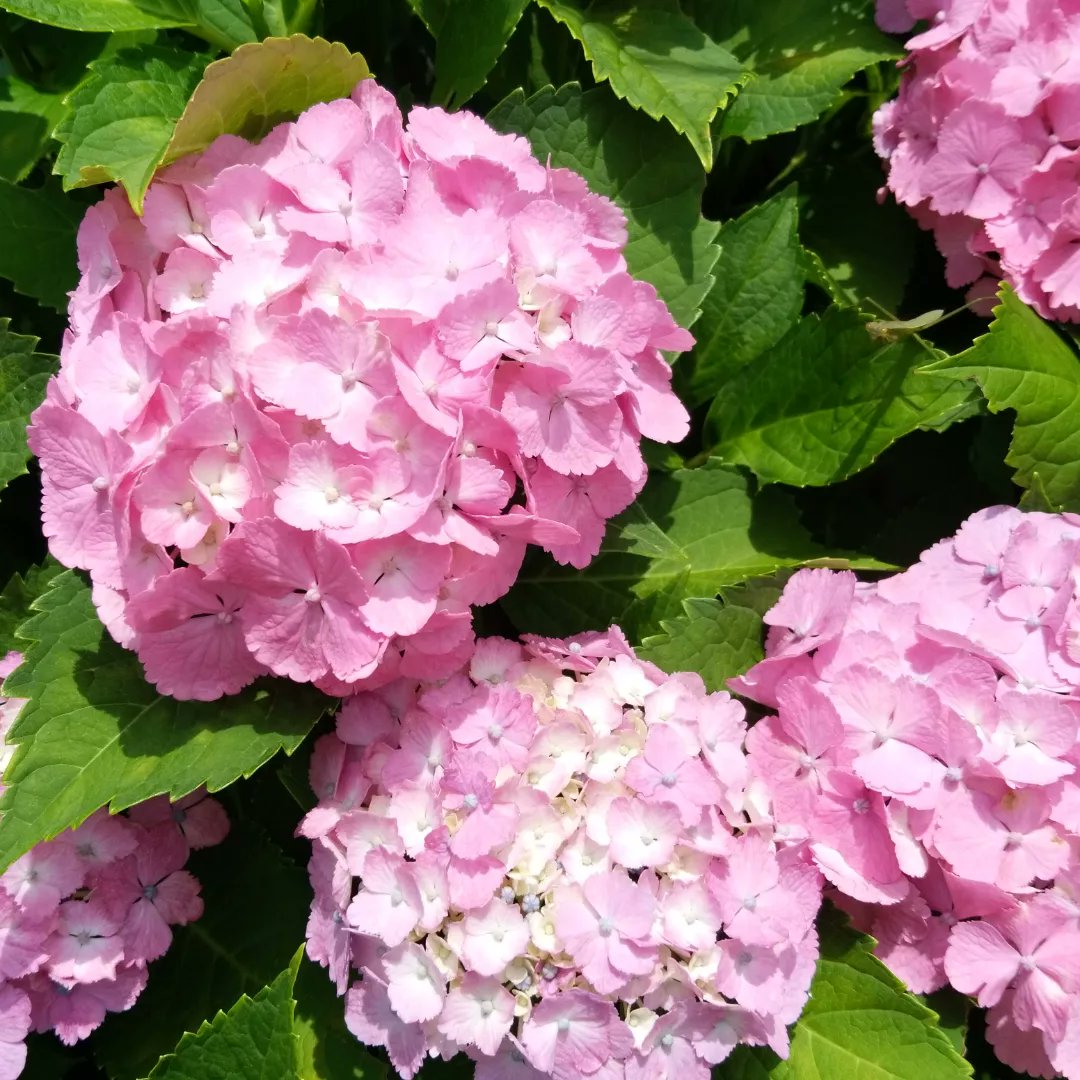 yururinosuke's tweet photo. 紫陽花沢山咲いてるので
アジサイのおまじないやってみました（6月の6のつく日に吊すといいらしい）

#紫陽花 #アジサイ #あじさい #hydrangea #田園 #田舎 #田舎生活 #田舎暮らし #自然 #庭 #ガーデニング #園芸 #畑 #花 #flower #フラワー #プランター #植物 #植物のある生活 #季節の花 #農家 #農業 https://t.co/AzYIbdsZpB