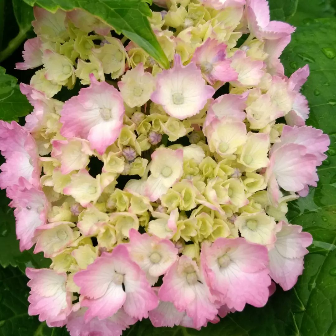 yururinosuke's tweet photo. 紫陽花沢山咲いてるので
アジサイのおまじないやってみました（6月の6のつく日に吊すといいらしい）

#紫陽花 #アジサイ #あじさい #hydrangea #田園 #田舎 #田舎生活 #田舎暮らし #自然 #庭 #ガーデニング #園芸 #畑 #花 #flower #フラワー #プランター #植物 #植物のある生活 #季節の花 #農家 #農業 https://t.co/AzYIbdsZpB