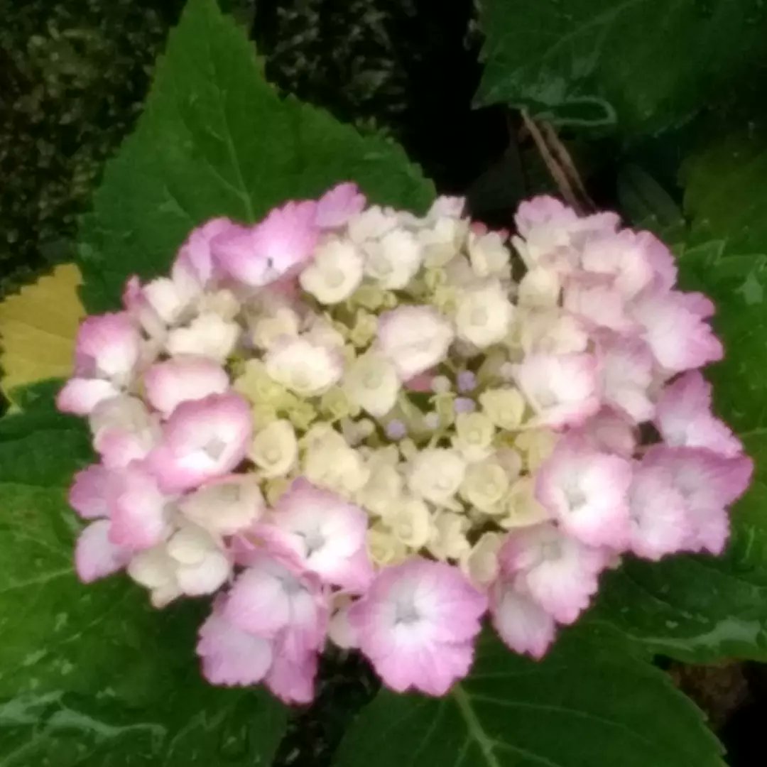 yururinosuke's tweet photo. 紫陽花沢山咲いてるので
アジサイのおまじないやってみました（6月の6のつく日に吊すといいらしい）

#紫陽花 #アジサイ #あじさい #hydrangea #田園 #田舎 #田舎生活 #田舎暮らし #自然 #庭 #ガーデニング #園芸 #畑 #花 #flower #フラワー #プランター #植物 #植物のある生活 #季節の花 #農家 #農業 https://t.co/AzYIbdsZpB
