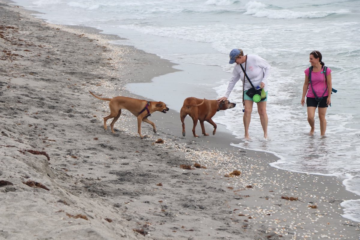 JupiterDogBeach's tweet photo. FJB pays for, builds and maintains the dog bag box stations at beach crossovers, refilling them weekly with sanitary dog bags!

#FriendsofJupiterBeach #FJB #junobeach #jupiterbeach #beachcleanup #JupiterDogBeach #beachpreservation #dogbeach #jupiterfl #juplife https://t.co/B3Jg5MT3Bk