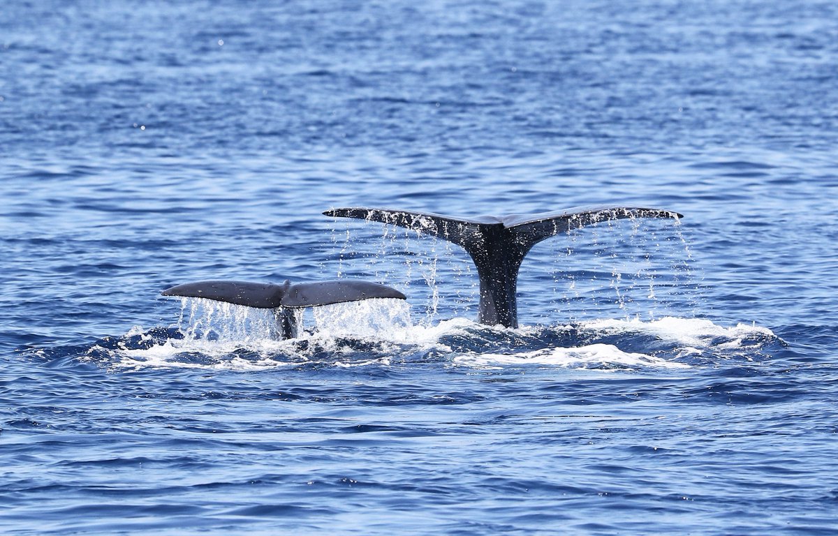 submon_'s tweet photo. 🤩 ¡3 años más tarde volvemos a encontrarnos con el mismo grupo de #cachalotes con una cría!

El pasado 11 de junio nuestro equipo durante el proyecto #CETAMED NORTE detectó, gracias al hidrófono de arrastre, un grupo de cachalotes. La foto-identificación de estos ejemplares... https://t.co/VP7kGkDBtD