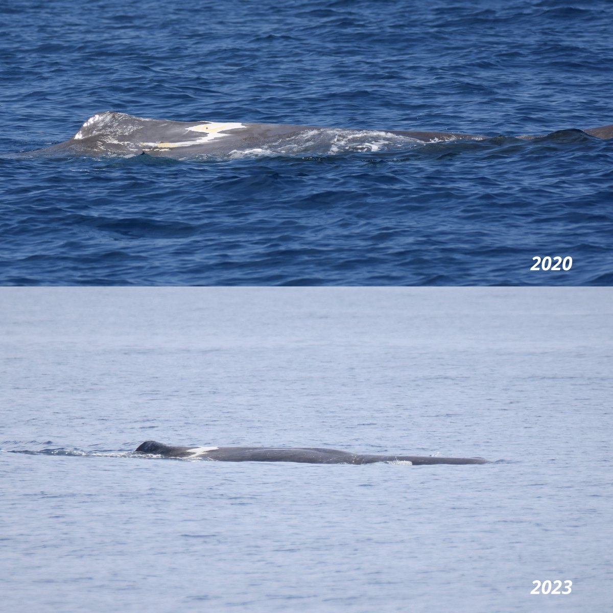 🤩 ¡3 años más tarde volvemos a encontrarnos con el mismo grupo de #cachalotes con una cría!

El pasado 11 de junio nuestro equipo durante el proyecto #CETAMED NORTE detectó, gracias al hidrófono de arrastre, un grupo de cachalotes. La foto-identificación de estos ejemplares...
