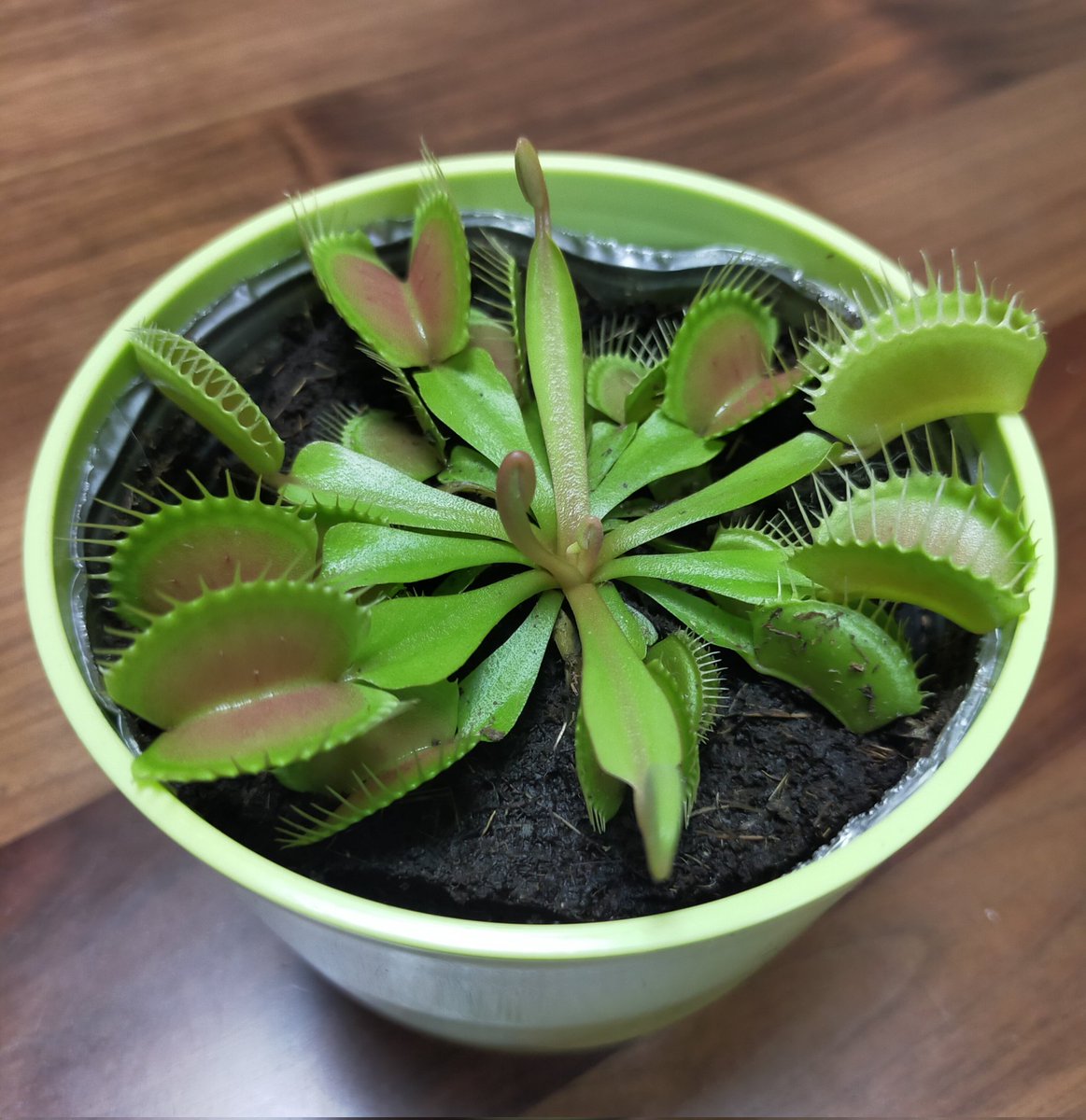 チョチョポリス on X