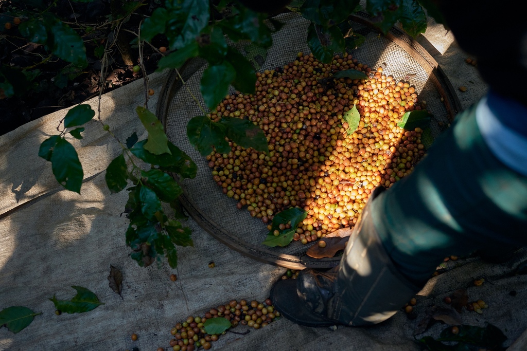 Our June Origin Report covering the beginning of Brazil's harvest is now live!

Visit the link to to read the full report, including updates from our team in Brazil and facts and figures from around the industry!
bit.ly/43zjtfz