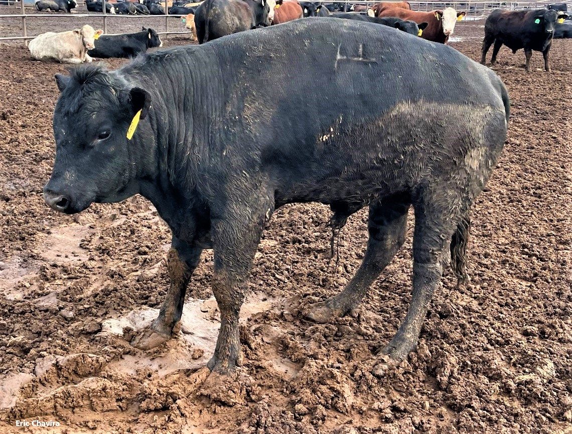 Feed Lot Magazine on Twitter "Founder (laminitis) is a disturbance in