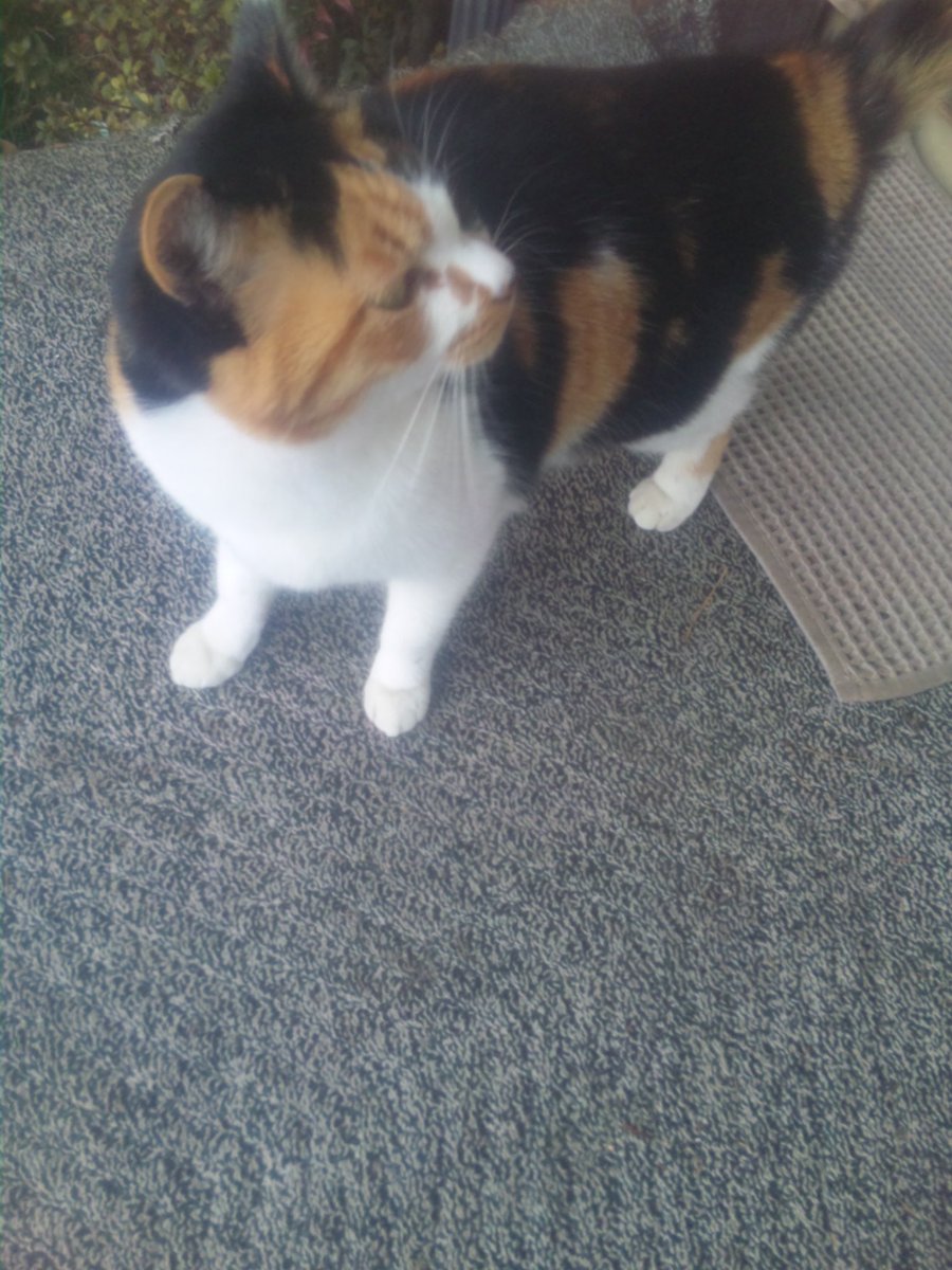 ジジ猫ふなっしー🍮 tweet media