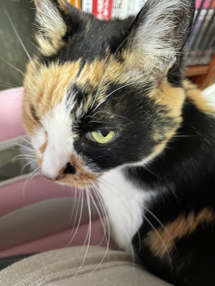 ジジ猫ふなっしー🍮 tweet media