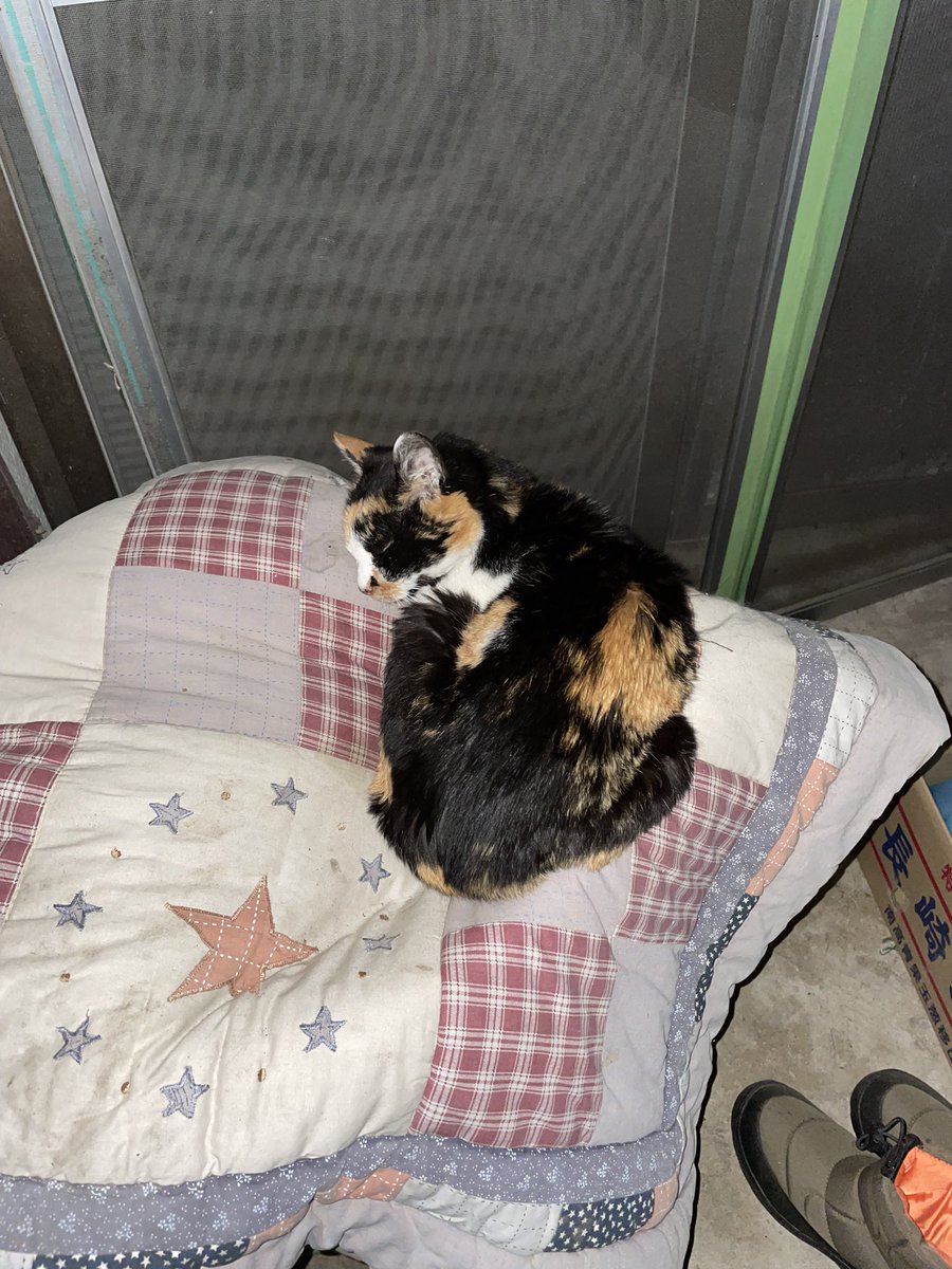 ジジ猫ふなっしー🍮 tweet media