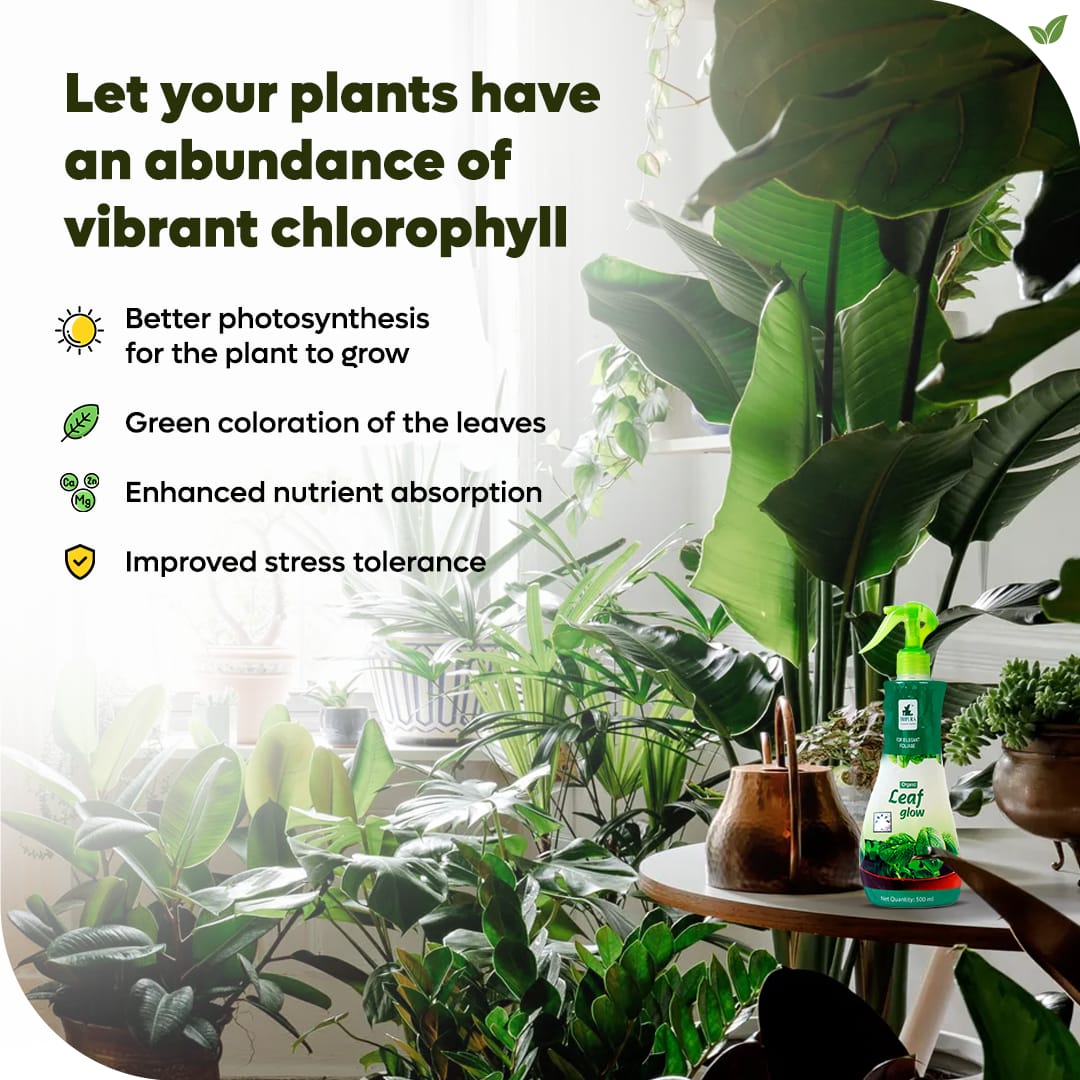 With Tripura Leaf Glow, your plants will radiate a captivating green hue, making them the envy of every garden. Say goodbye to lackluster leaves and hello to lush, thriving plants! Give your plants the chlorophyll advantage they need to flourish.
#healthyplants #plantfoods