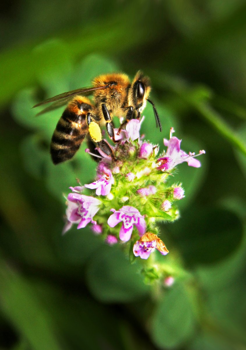 👋🏼 Psst, un petit jeu, ça vous dit ?

Ici, est-ce une abeille ou une guêpe ?